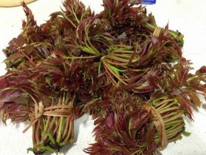 香椿炒雞蛋怎么做好吃？香椿炒雞蛋的做法