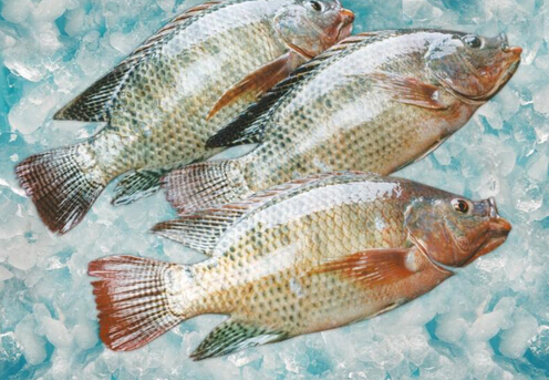 羅非魚(yú)的做法-羅非魚(yú)的介紹