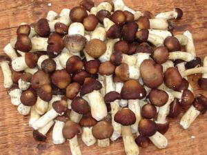 大球蓋菇的營養價值-大球蓋菇的做法