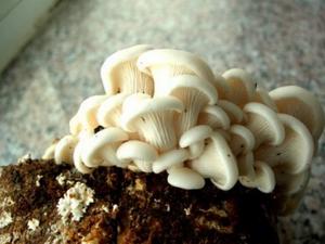 阿魏菇的做法-阿魏菇的功效與作用