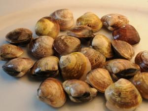 文蛤怎么做?文蛤的營養(yǎng)價值-文蛤的做法