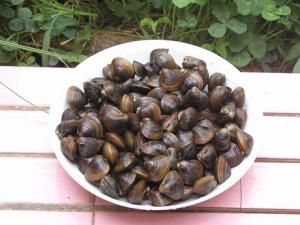 蜆子怎么做好吃？蜆的做法-蜆是什么？