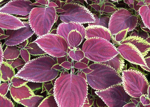 ���K�~�ɿ��L���θ�ð-���K�F�u�������