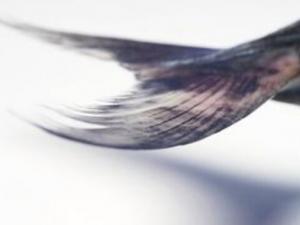 魚尾也能美味?用魚尾做出佳肴