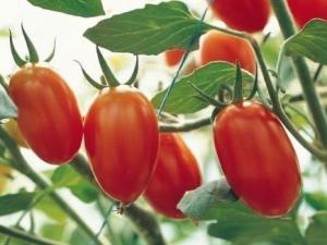 圣女果怎么做好吃？圣女果的做法大全