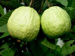 如何挑選番石榴？番石榴的做法大全