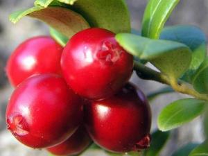 蔓越莓怎么吃？吃蔓越莓的食用禁忌