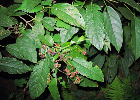 �����~�Ľ�B-�����~�Ĺ�Ч�c����