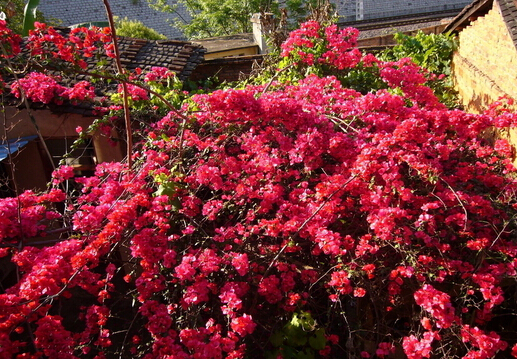 �t���Ĺ�Ч�c����-�t���Ľ�B