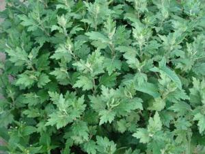 孕婦能用艾葉泡腳嗎?艾葉泡腳的功效與作用