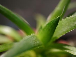 孕婦能用蘆薈膠嗎?蘆薈膠的功效與作用