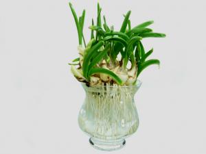 家里有孕婦能養水仙花嗎?水仙花的養殖方法和注意事項