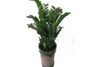 家里有孕婦能養金錢樹嗎？金錢樹有毒嗎？