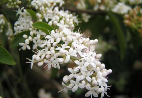 家里有孕婦能養夜來香嗎?夜來香的養殖方法