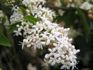 家里有孕婦能養夜來香嗎？夜來香的養殖方法