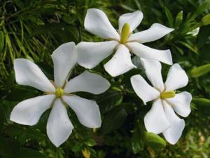 家里有孕婦能養梔子花嗎?梔子花的養殖方法