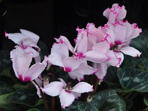 家里有孕婦能養仙客來嗎?仙客來有毒嗎?