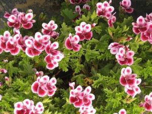 天竺葵有毒嗎？家里有孕婦能養天竺葵嗎？