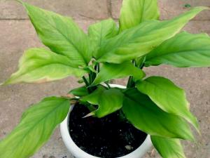 家里有孕婦能養綠蘿嗎？綠蘿有毒嗎？