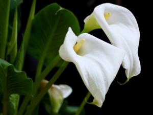 家里有孕婦能養馬蹄蓮嗎？馬蹄蓮有毒嗎？