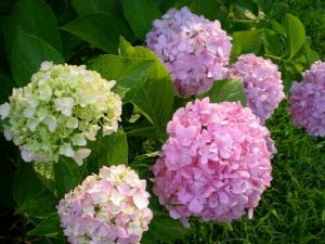 家里有孕婦能養繡球花嗎?繡球花有毒嗎?