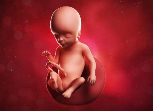 做四維彩超需要做什么準備?哪些畸形情況思維彩超查不出?