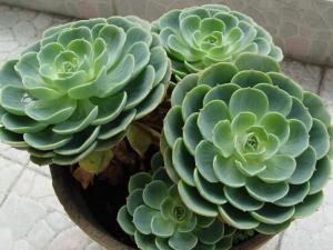 家里有寶寶能養觀音蓮嗎?觀音蓮的養殖方法