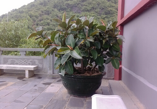 家里有寶寶能養橡皮樹嗎?橡皮樹有毒嗎?