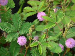 家里有寶寶能養(yǎng)含羞草嗎？含羞草有毒嗎？