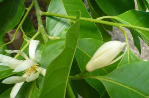 白蘭花種植時間是什么時候?白蘭花最佳種植時間