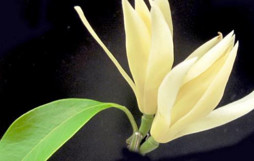 白蘭花種植時間是什么時候?白蘭花最佳種植時間