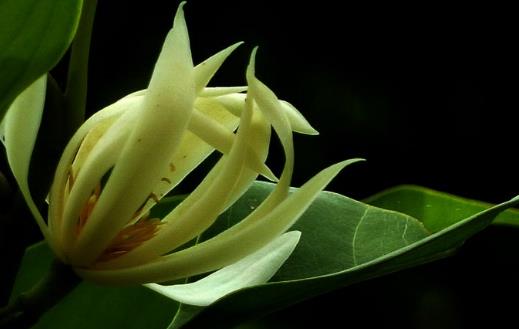 白蘭花種植時間是什么時候?白蘭花最佳種植時間