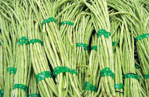 豆角種植時間是什么時候?豆角最佳種植時間