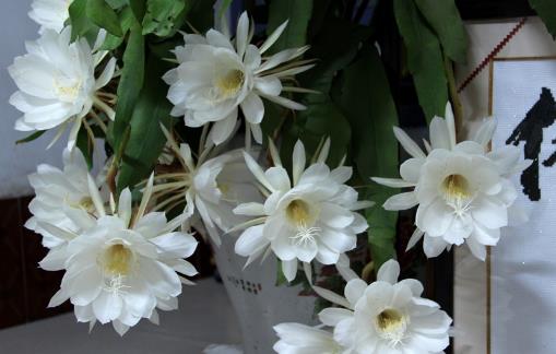 曇花什么時候開花?曇花開花季節