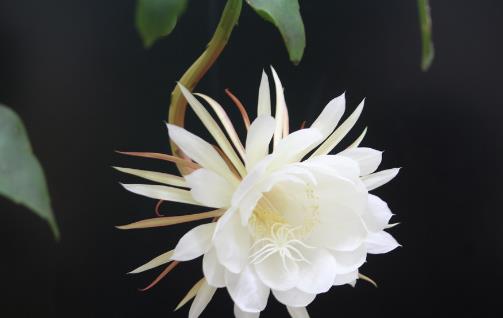 曇花什么時候開花?曇花開花季節