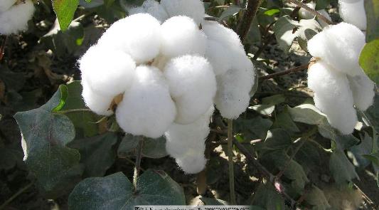 棉花種植時間是什么時候?棉花最佳種植時間