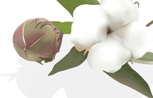 棉花種植時間是什么時候?棉花最佳種植時間