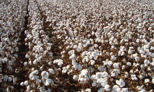 棉花種植時間是什么時候?棉花最佳種植時間