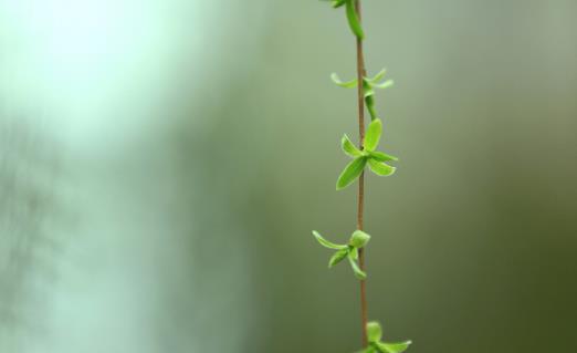 早春一般是幾月 早春是什么時候