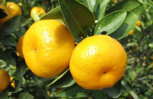 南豐蜜桔什么時候成熟上市 南豐蜜桔成熟季節