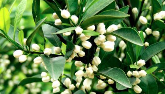 南豐蜜桔什么時候成熟上市 南豐蜜桔成熟季節