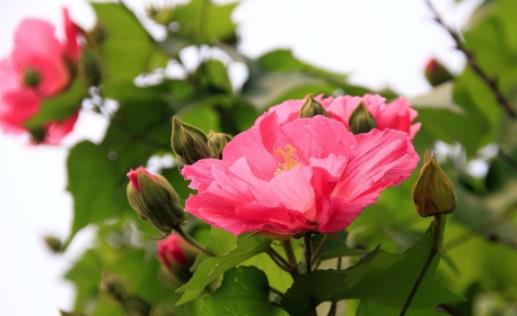木芙蓉什么時候開花 木芙蓉開花季節