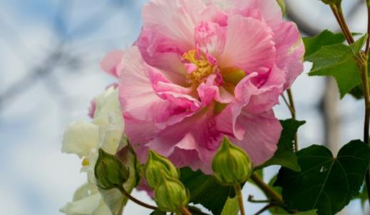 木芙蓉什么時候開花 木芙蓉開花季節