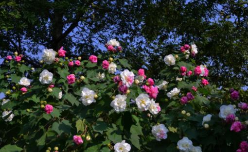 木芙蓉什么時候開花 木芙蓉開花季節