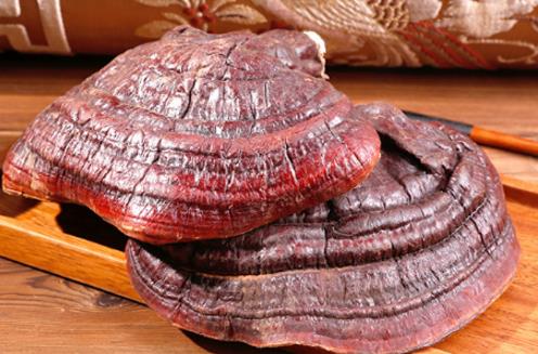 靈芝泡酒多長時間可以喝 靈芝酒什么時候喝最好