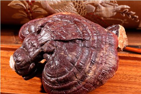 靈芝泡酒多長時間可以喝 靈芝酒什么時候喝最好