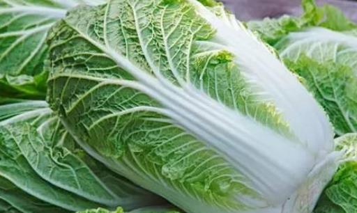 大白菜什么時候種最合適?大白菜最佳種植時間