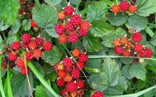 樹莓什么時候種植 樹莓種植時間