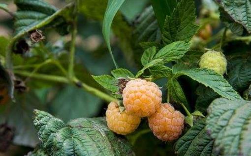 樹莓什么時候種植 樹莓種植時間