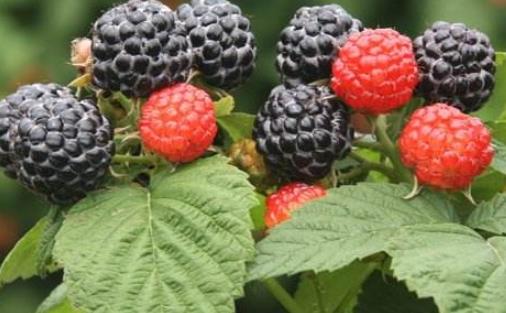 樹莓什么時候種植 樹莓種植時間